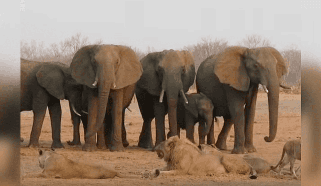 La impactante grabación de YouTube revela el momento en que la mamá elefante reúne a toda la manada para que la ayuden a rescatar a su crío