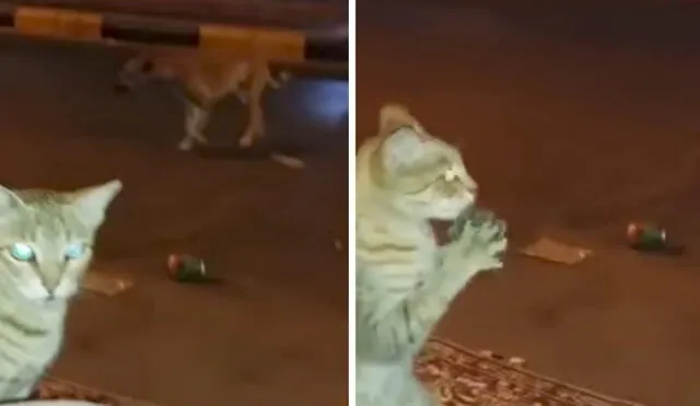 YouTube: gato simula ser humano para evitar ser atrapado por un perro [VIDEO] 