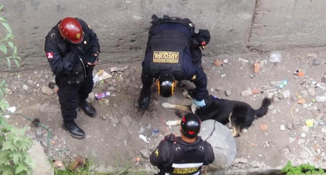 Rescatan a perro herido que fue lanzado a una torrentera en Arequipa [VIDEO]