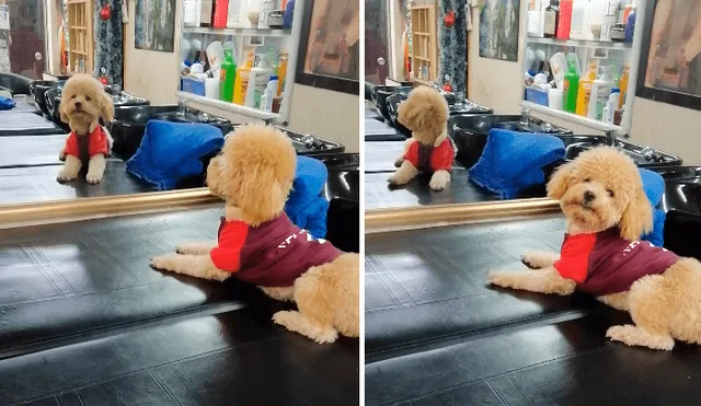 Facebook: perro se ve al espejo, no reconoce su reflejo y tiene extraña reacción