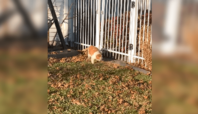 En Facebook, un gato deseaba salir de su hogar para visitar a sus amigos sin imaginar que su peso se lo impediría.