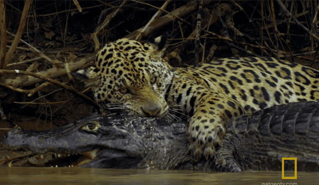 YouTube viral: Jaguar se pelea con gigantesco cocodrilo en lago y desenlace es trágico [VIDEO] 
