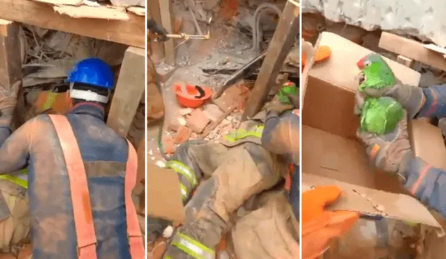 Terremoto en México: el increíble momento en que rescatan a un loro atrapado entre los escombros [VIDEO]