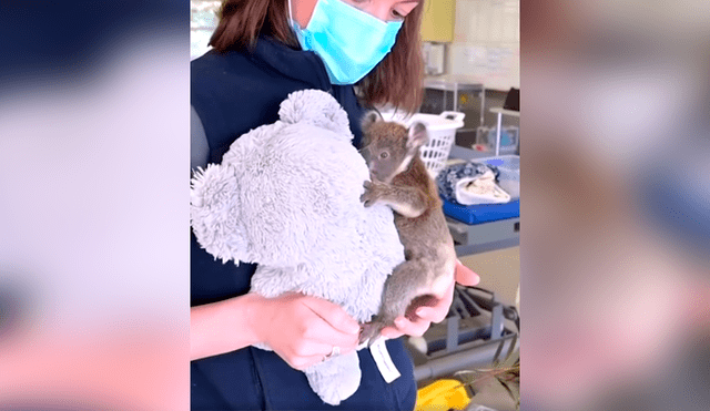 Desliza las imágenes para observar los cuidados que recibió un koala bebé que perdió a su madre. Fotocaptura: Clarín.