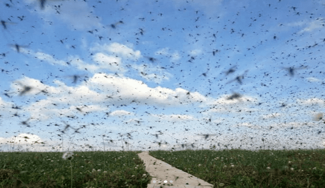 Instagram: No salen a la calle por miedo a nube de mosquitos [VIDEO]