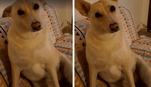 Vía Facebook: asombro en miles tras ver la curiosa reacción de un perro al escuchar las preguntas de su amo [VIDEO] 