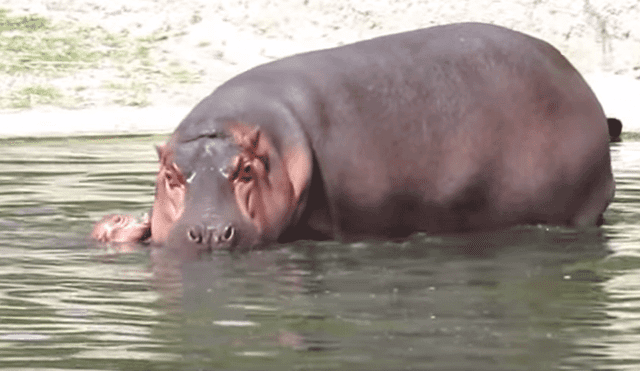 Youtube: el sorprendente nacimiento de dos hipopótamos en zoológico [VIDEO]