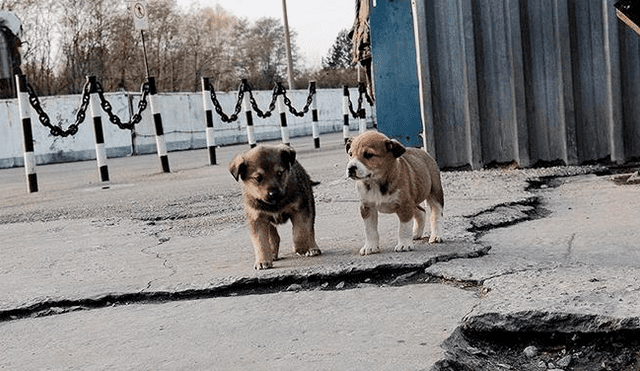 ¿Por qué no se puede tocar a los perros en Chernóbil? [VIDEO]