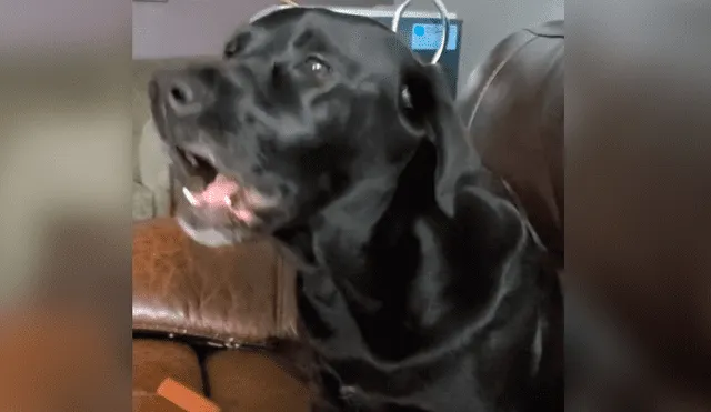 Youtube viral: Perro cumpleañero se une al canto de su dueña y conmueve a las redes [VIDEO]