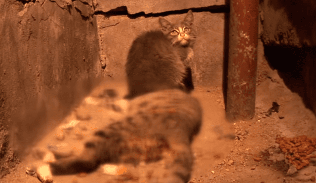 YouTube viral: Gatito espera junto al cadáver de su madre y conmueve al mundo por insólito gesto [VIDEO]