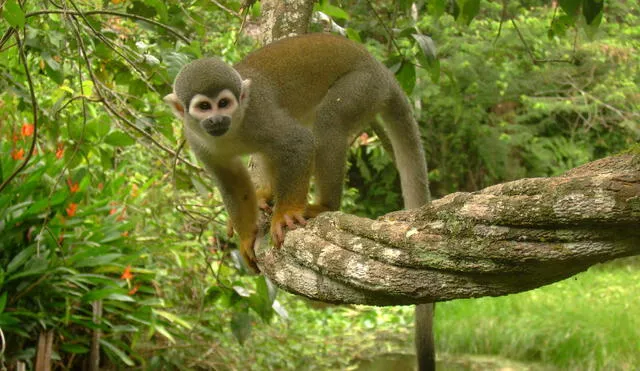Mediante herramientas genéticas, los científicos consiguieron que células humanas produjeran la versión de retroCHMP3 de los monos ardilla para inocularle el VIH en los ensayos. Foto: Atlas de Anatomía de Especies Silvestres de la Amazonía Peruana