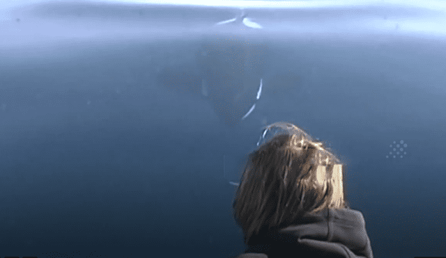 Desliza hacia la izquierda para ver el increíble espectáculo de unas orcas salvajes en las playas de Estados Unidos. El video es viral en YouTube.