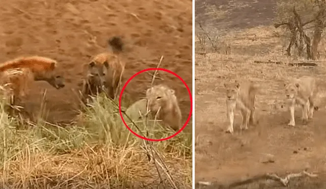 Un turista grabó en un video viral de Facebook la increíble ayuda que recibió un león por parte de su manada al verse atrapado por un grupo de hienas, que intentaron quitarle su presa.