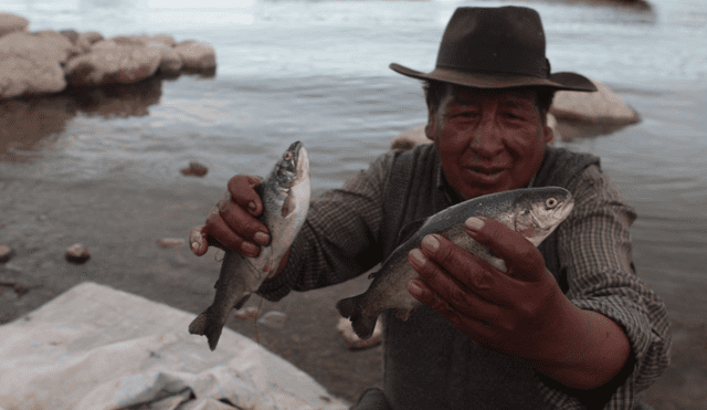 Impulsarán desarrollo pesquero y la acuicultura en el lago Titicaca.