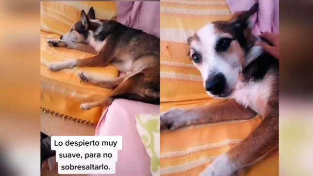 Desliza las imágenes para ver la emotiva escena entre este joven y su amado perro sordo. Foto: TikTok/Sergio Gallardo