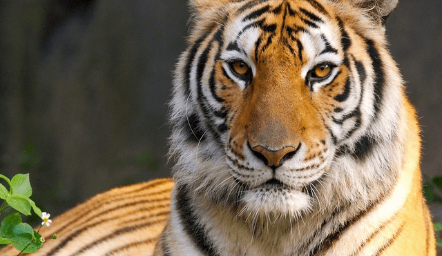 Facebook: Iban a capturar a 'tigre' en granja, pero cometieron vergonzoso error