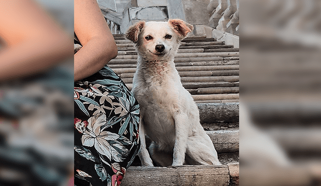 Facebook: Este perro callejero se robó el show en una sesión fotográfica familiar [FOTOS] 