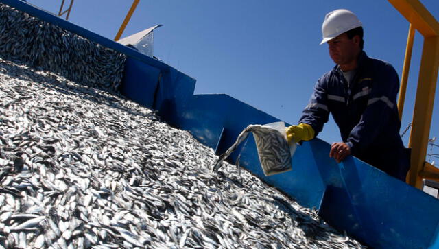 Pesca creció 26,74% en mayo por mayor captura de anchoveta