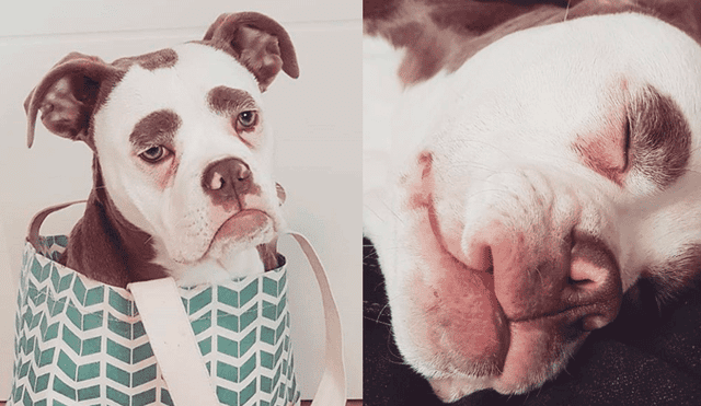 La bulldog francés más triste de Instagram [FOTOS y VIDEO]