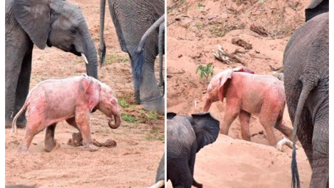 Facebook: Captan a elefante rosado en Parque Nacional de Sudáfrica [VIDEO]