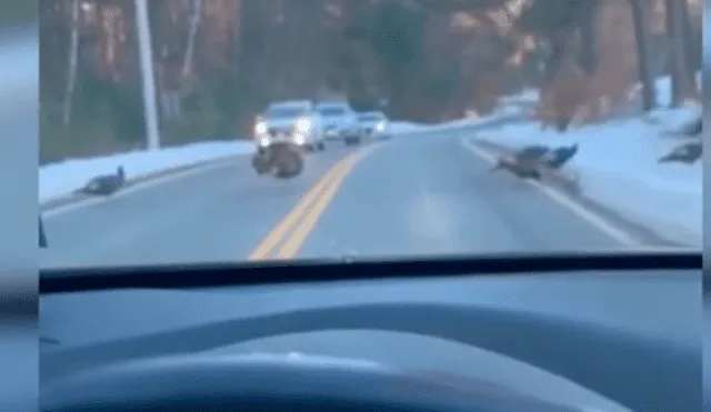 YouTube viral: pavo detiene varios vehículos para que su familia cruce peligrosa vía [VIDEO]