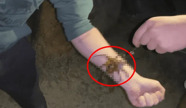 Una transmisión en vivo en Facebook muestra a la letal criatura que caminó sobre el brazo de un joven.