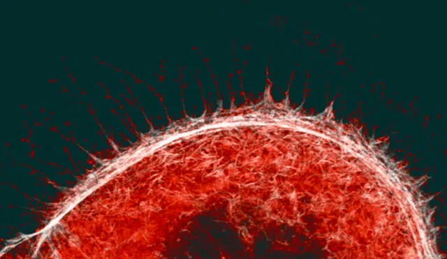 Célula infectada por partículas de SARS-CoV-2 (rojo) produce un tipo de filamento (blanco). Foto: obert Grosse, CIBSS, Universidad de Freiburg