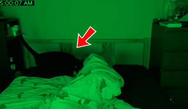YouTube viral: mujer descubre lo que hacían sus gatos tras instalar una cámara escondida [VIDEO]