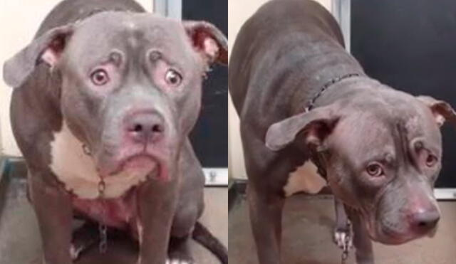 Facebook: La desgarradora mirada de un pitbull al descubrir que fue abandonado [VIDEO]
