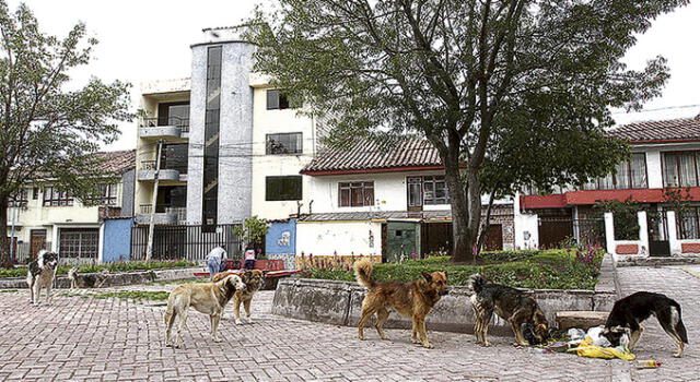 Rabia canina en Cusco