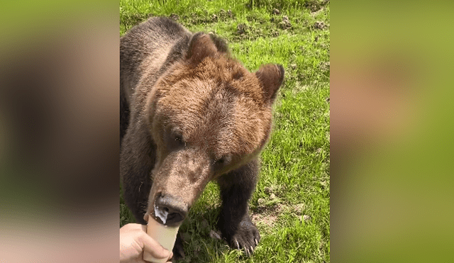 En las redes se hizo viral una escena en la que un oso persigue a un joven para arrebatarle su helado. Foto: YouTube