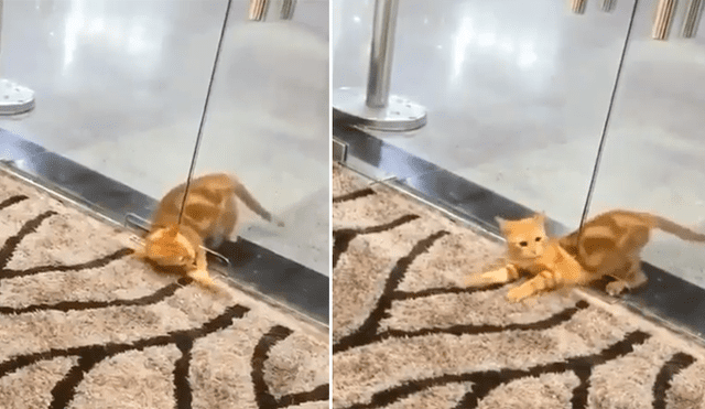 Facebook: gato callejero ingresa a edificio a través de un diminuto agujero por triste motivo [VIDEO]