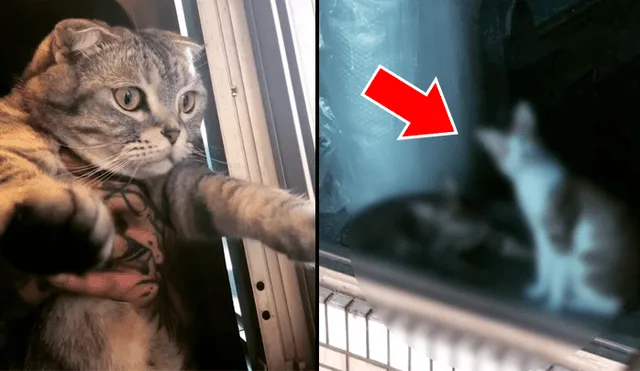 Una mujer grabó en un video viral de YouTube el instante en que cargó a su gato y lo presentó ante sus vecinos felinos, sin imaginar la curiosa interacción.