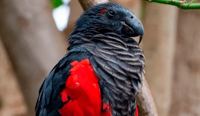 El ‘loro Drácula’: el ave que aterra y enamora en las redes sociales [VIDEO]