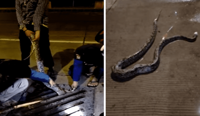 Desliza hacia la izquierda para ver el rescate de la serpiente pitón que se volvió viral en Facebook.