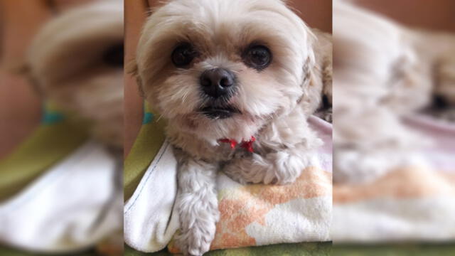 Buscan a mascota que desapareció por descuido de veterinaria