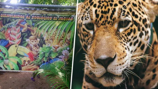Jaguar ataca a mujer de 63 años en zoológico de Puerto Maldonado, ocasionándole la amputación de uno de sus brazos. (Foto: Referencial | Composición LR)