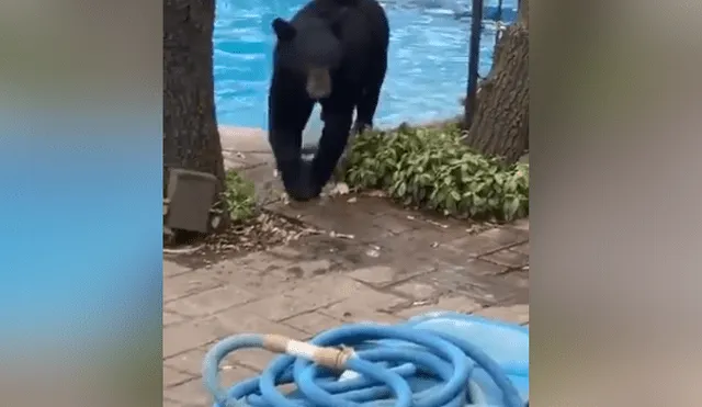 A través de Facebook se hizo viral el momento en que captan a un oso entrando a la piscina de una casa.