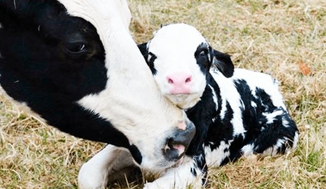 YouTube viral: vaca preñada que escapó de matadero acaba de tener su primera cría [VIDEO]