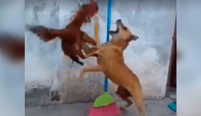 Facebook Viral: No creerás cual fue el insólito truco que usó este perro para defenderse de ataque de gallo [VIDEO] 