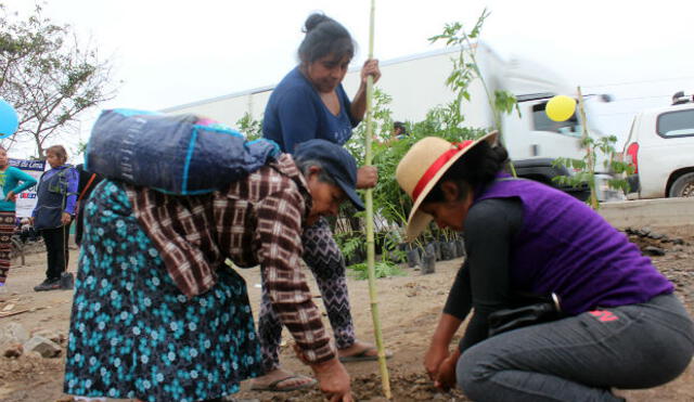 Siembran 500 árboles en Villa El Salvador