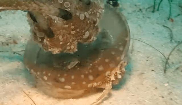YouTube viral: Astuto cangrejo usa medusa como camuflaje para salvar su vida [VIDEO]