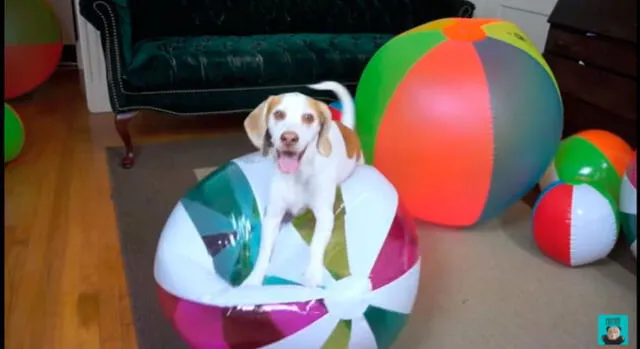En YouTube, reacción de can al recibir su obsequio se viraliza [VIDEO]