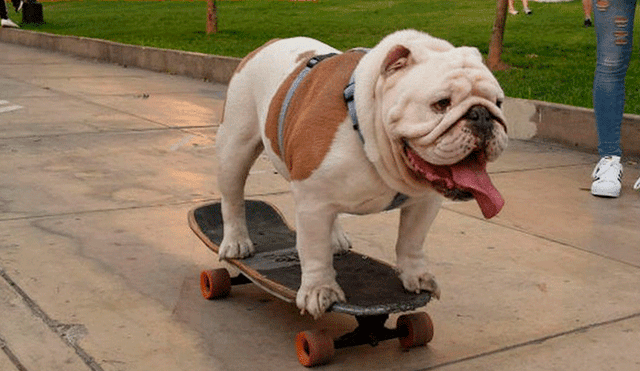 La mascota ganó un Récord Guiness en 2015. Foto: Facebook Otto Bulldog Skater