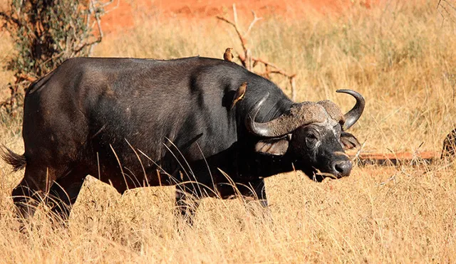 YouTube: búfala ahuyenta a manada de leones para despedirse de su cría muerta