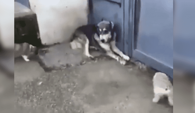 Vía Facebook: perro hace llorar a cachorros y su mamá reacciona así [VIDEO]