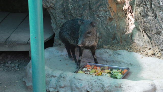 Los animales que alberga el zoológico reciben los cuidados necesarios para su bienestar, afirmó el alcalde. (Foto: difusión)