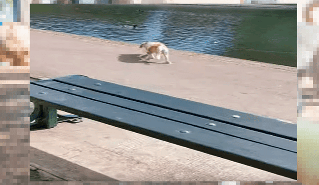 YouTube viral: perro visita por primera vez un estanque de patos y sufre extraño ataque [VIDEO]