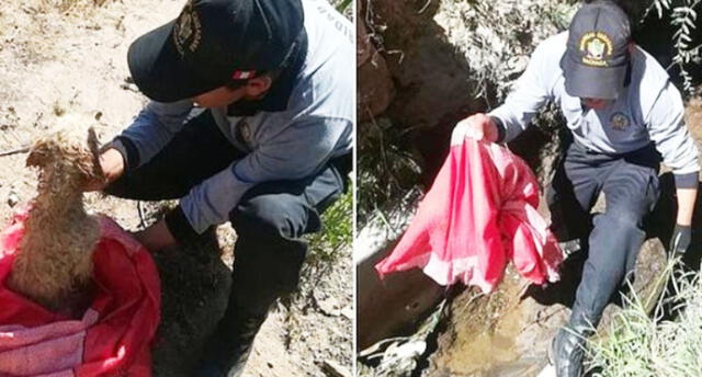 Arequipa: Rescatan a perrito que fue arrojado dentro de un saco a canal de regadío 