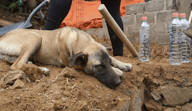 Facebook: Jacinto, el perro que espera el regreso de su dueño tras el terremoto en México [VIDEO]